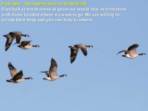 A Flock Of Wild Geese