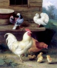 Hen Scratching For Her Chicks